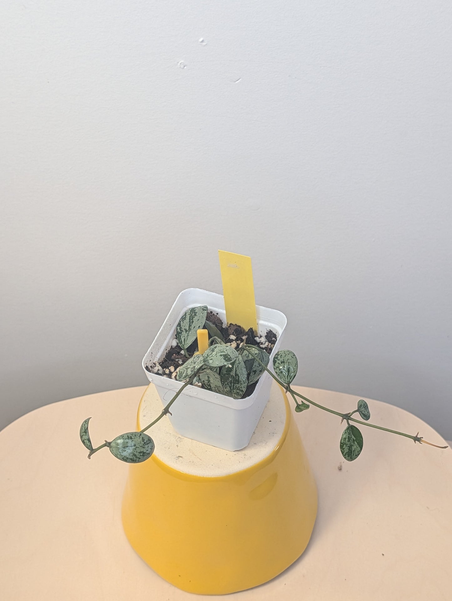 Hoya Lacunosa silver Tiger Skin / two cuttings in a pot