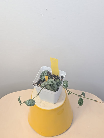 Hoya Lacunosa silver Tiger Skin / two cuttings in a pot