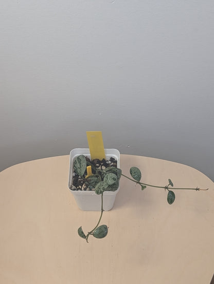 Hoya Lacunosa silver Tiger Skin / two cuttings in a pot