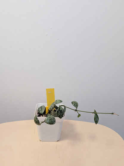 Hoya Lacunosa silver Tiger Skin / two cuttings in a pot