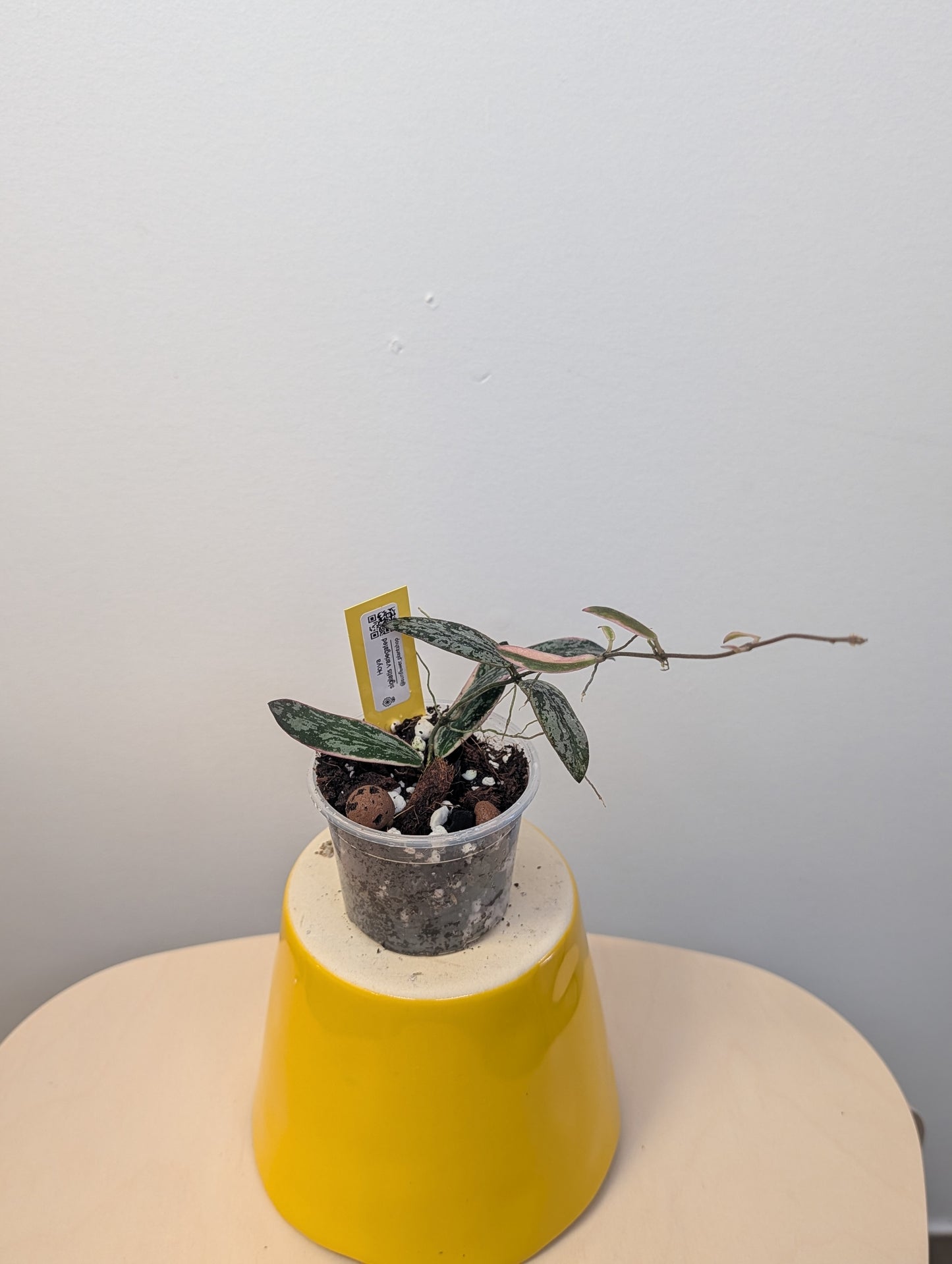 Hoya sigilatis variegated