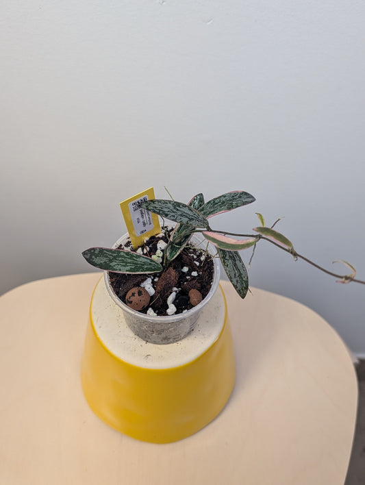 Hoya sigilatis variegated