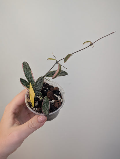 Hoya sigilatis variegated