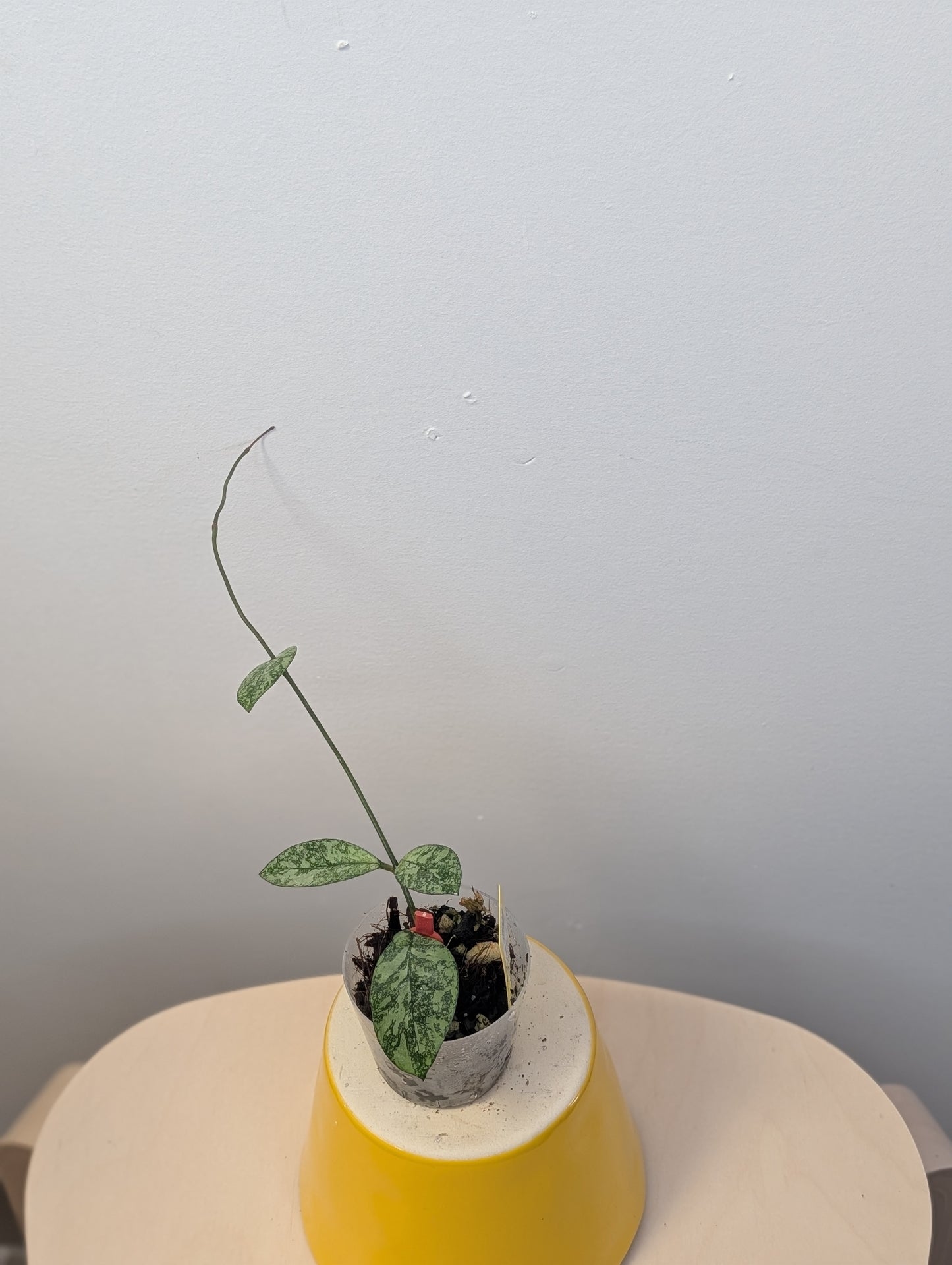 Hoya Crassipeolata Silver Splash / not a regular Crassipeolata Splash