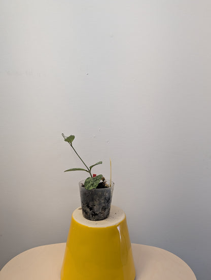 Hoya Crassipeolata Silver Splash / not a regular Crassipeolata Splash