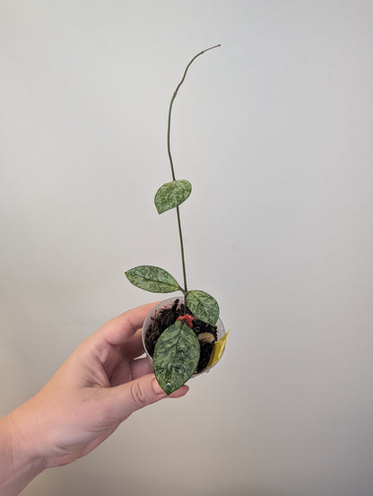 Hoya Crassipeolata Silver Splash / not a regular Crassipeolata Splash
