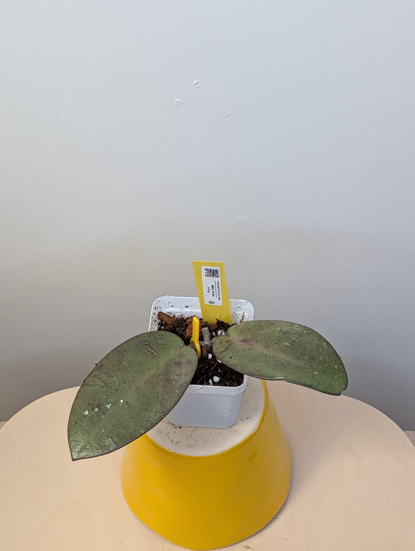 Hoya Silver Dollar / rooted cutting