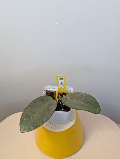 Hoya Silver Dollar / rooted cutting