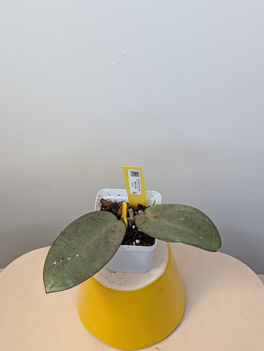 Hoya Silver Dollar / rooted cutting