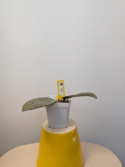 Hoya Silver Dollar / rooted cutting