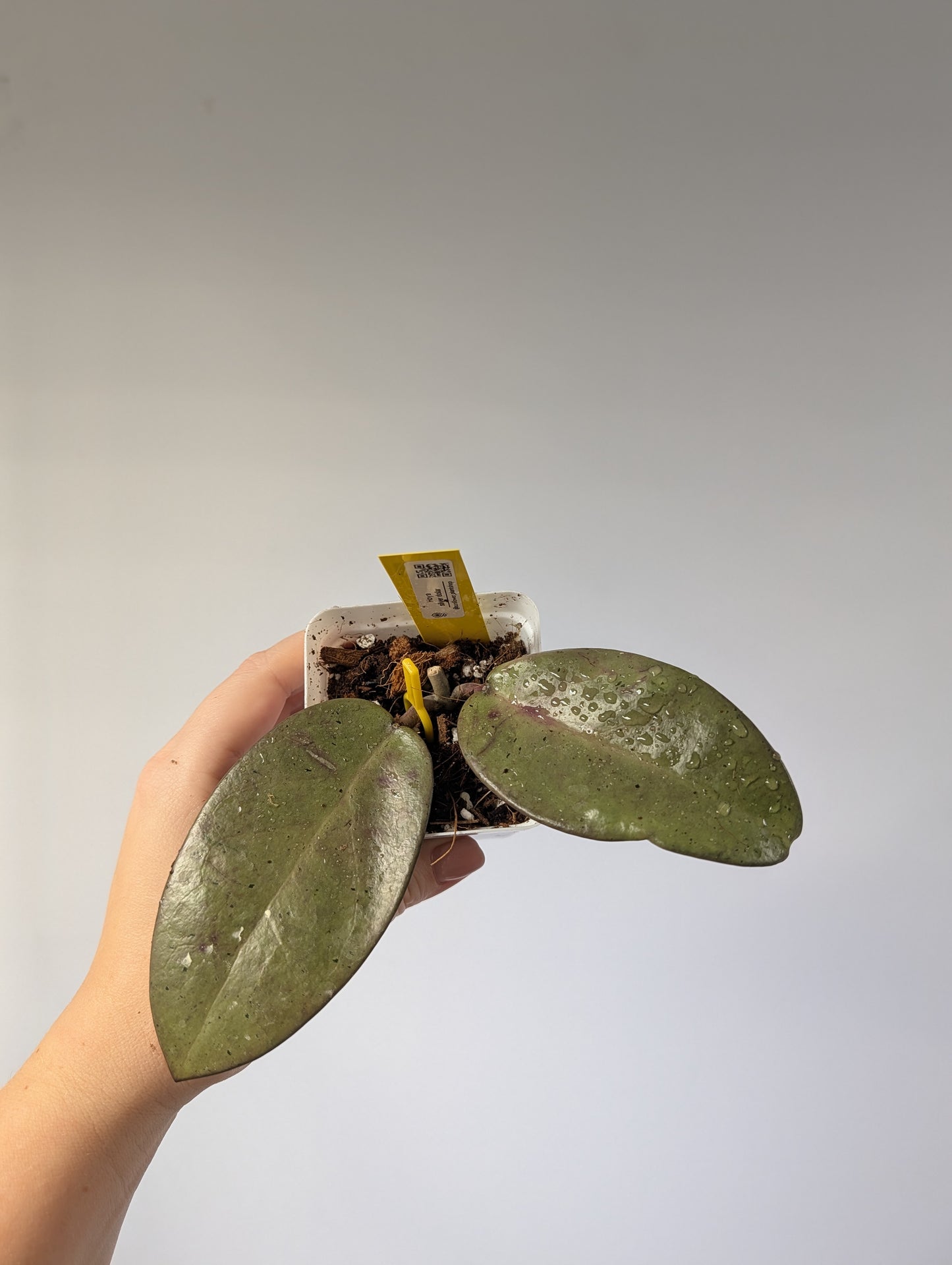 Hoya Silver Dollar / rooted cutting