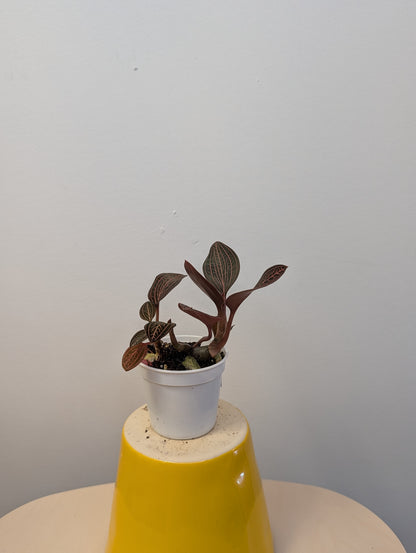 Jewel Orchid Ludisia Discolor Spiderman / two growing points