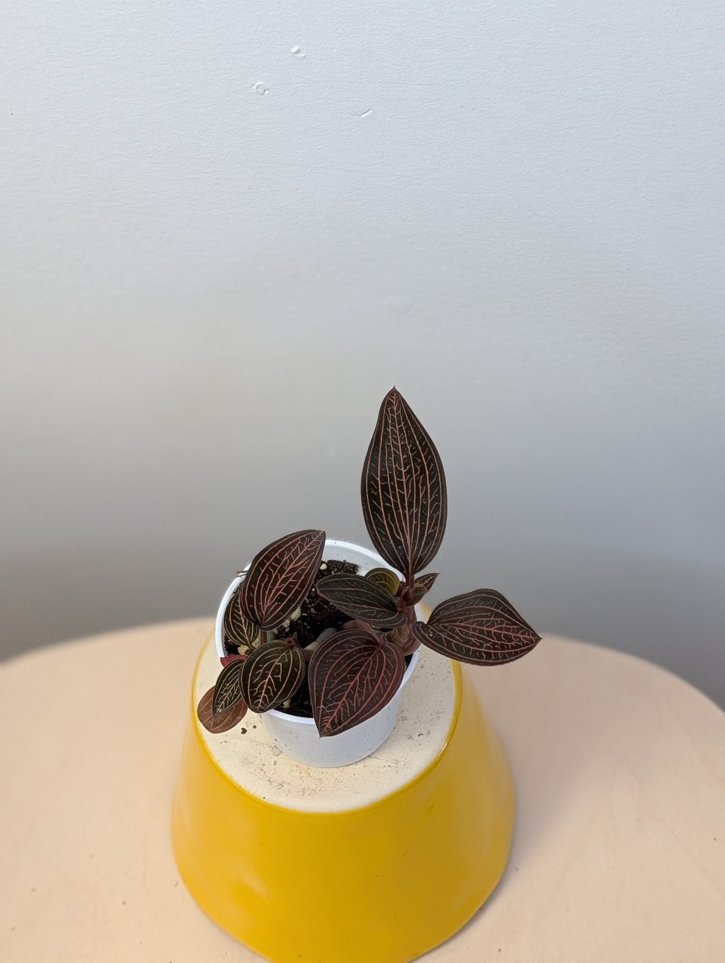 Jewel Orchid Ludisia Discolor Spiderman / two growing points