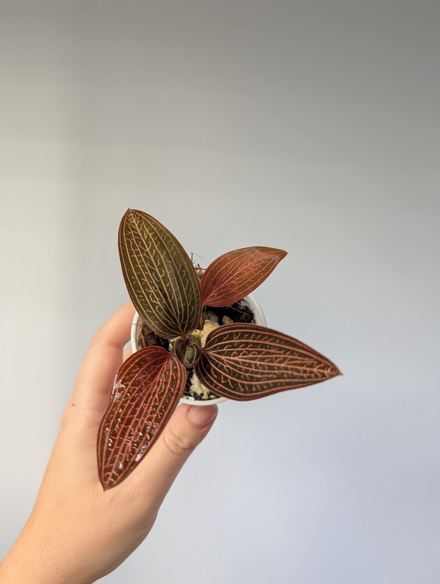 Jewel Orchid Ludisia Discolor Spiderman
