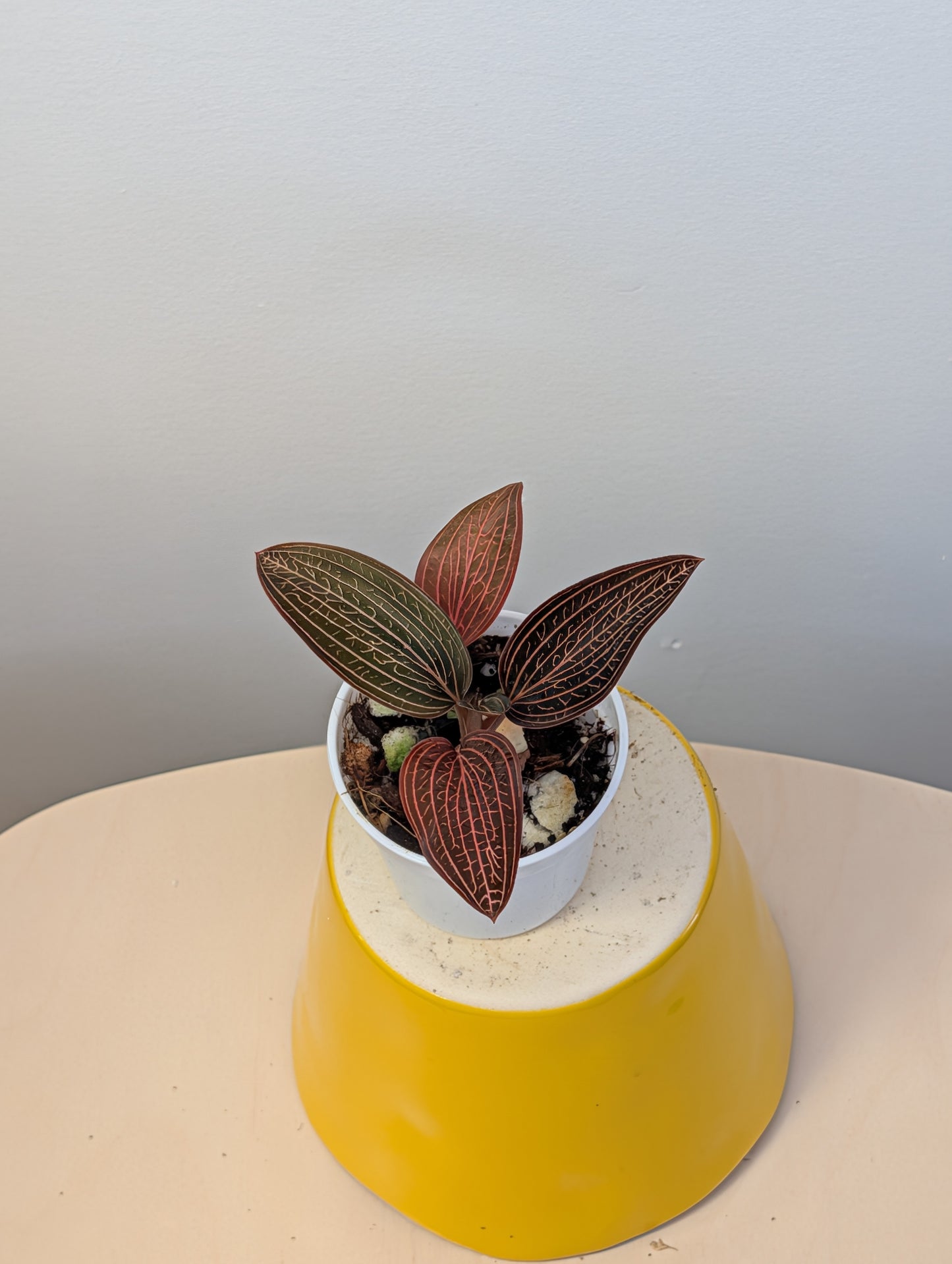 Jewel Orchid Ludisia Discolor Spiderman