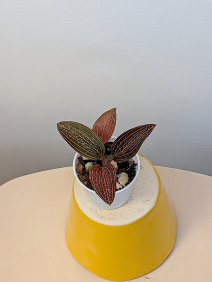 Jewel Orchid Ludisia Discolor Spiderman