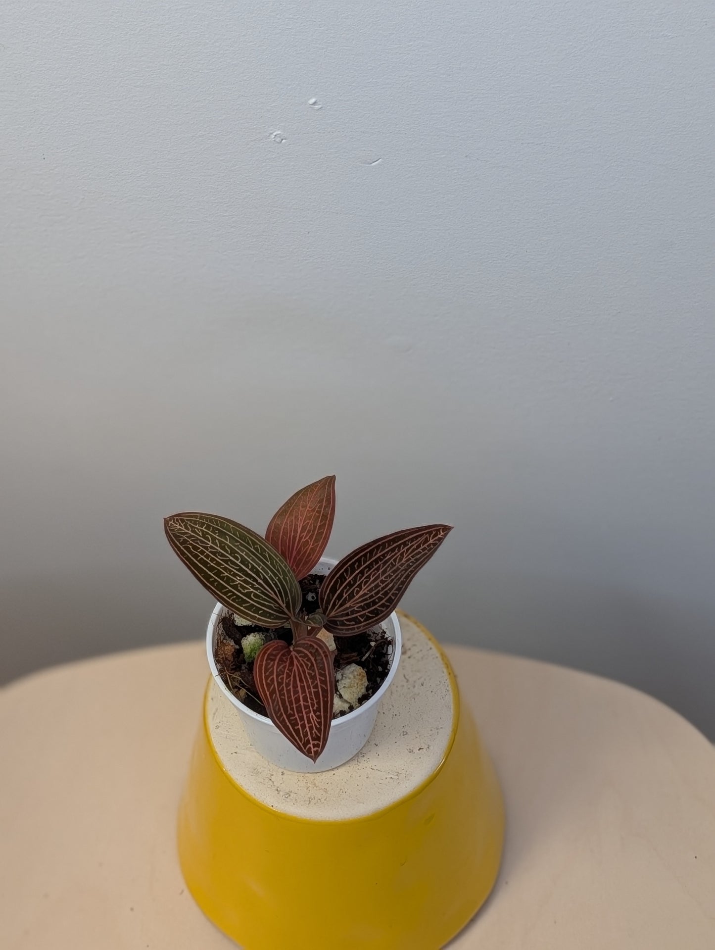 Jewel Orchid Ludisia Discolor Spiderman