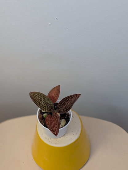 Jewel Orchid Ludisia Discolor Spiderman