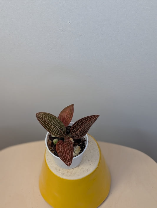 Jewel Orchid Ludisia Discolor Spiderman