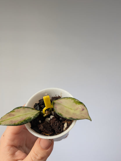 Hoya nabawanensis variegated / a cutting with a new growth and roots