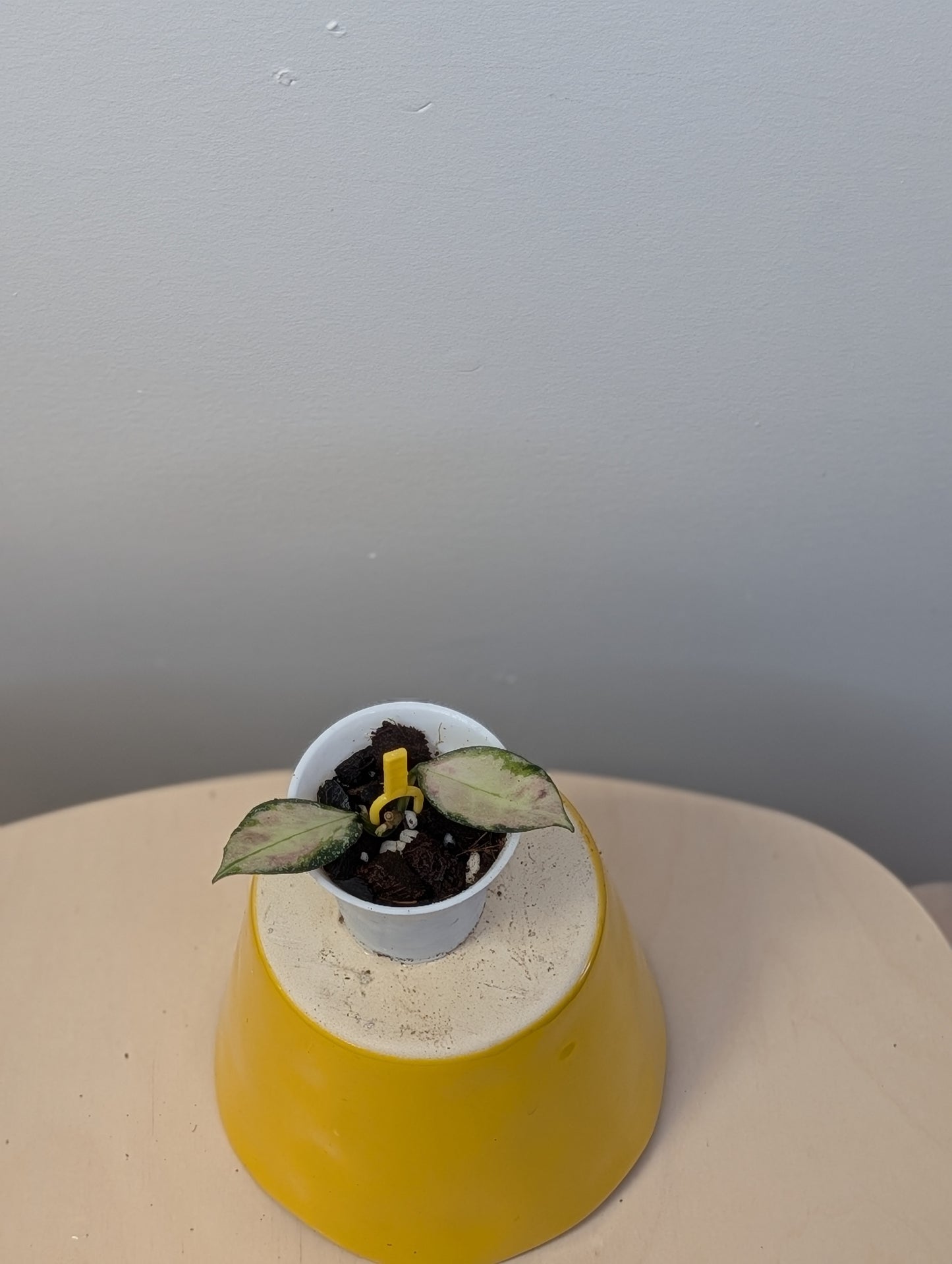 Hoya nabawanensis variegated / a cutting with a new growth and roots