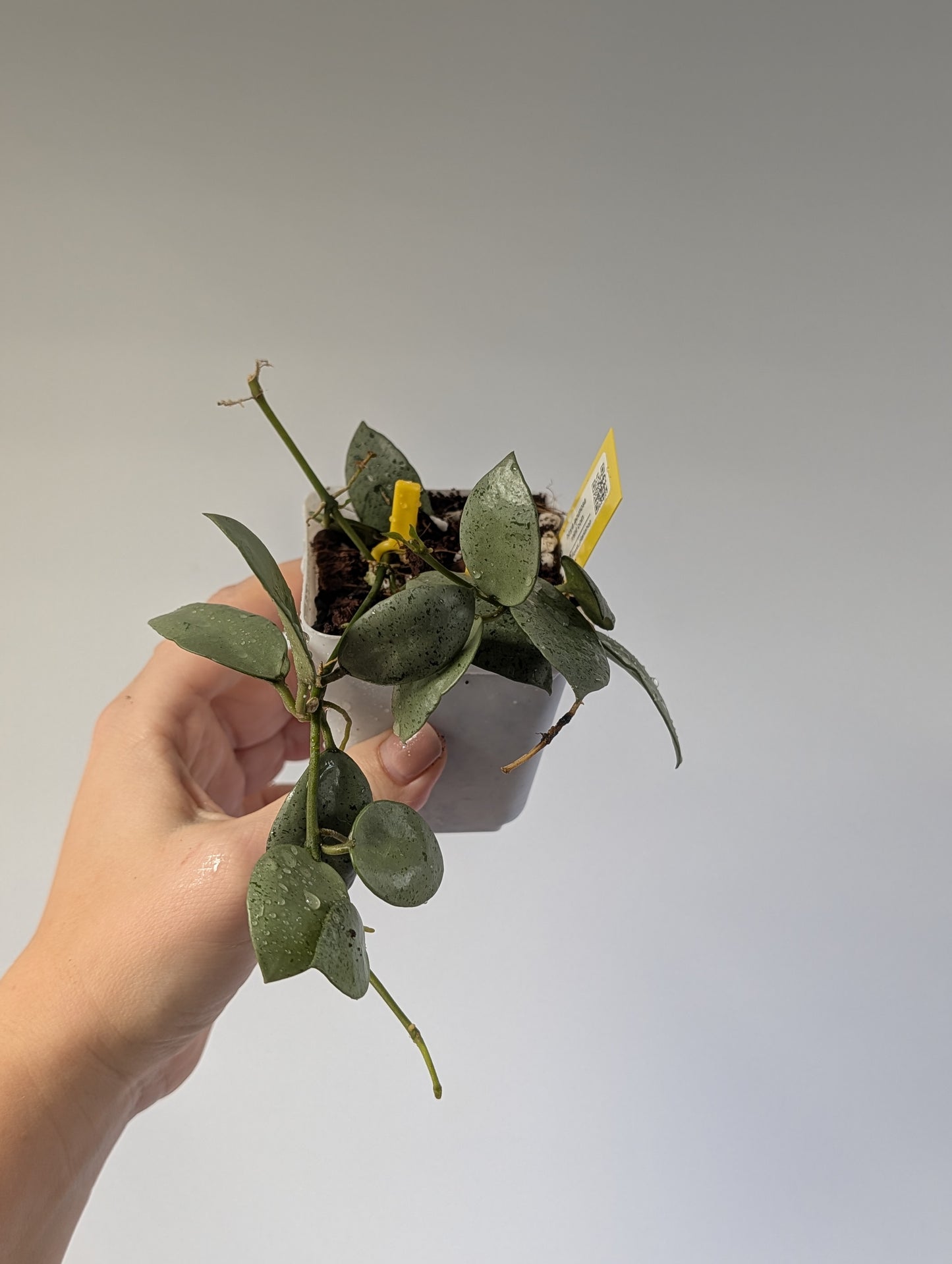 Hoya lacunosa silver mint coin / two cuttings in a pot