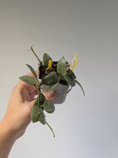 Hoya lacunosa silver mint coin / two cuttings in a pot