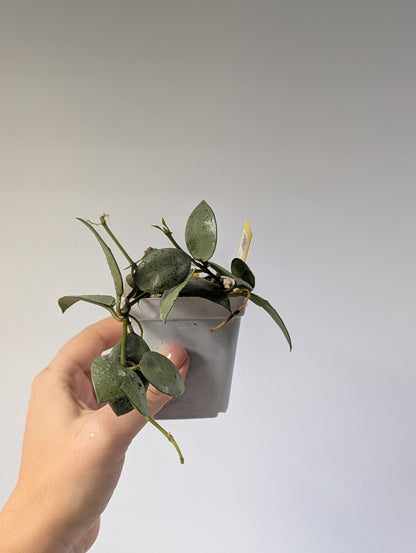 Hoya lacunosa silver mint coin / two cuttings in a pot