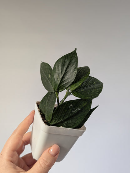 Hoya Polyneura / two cuttings in a cup