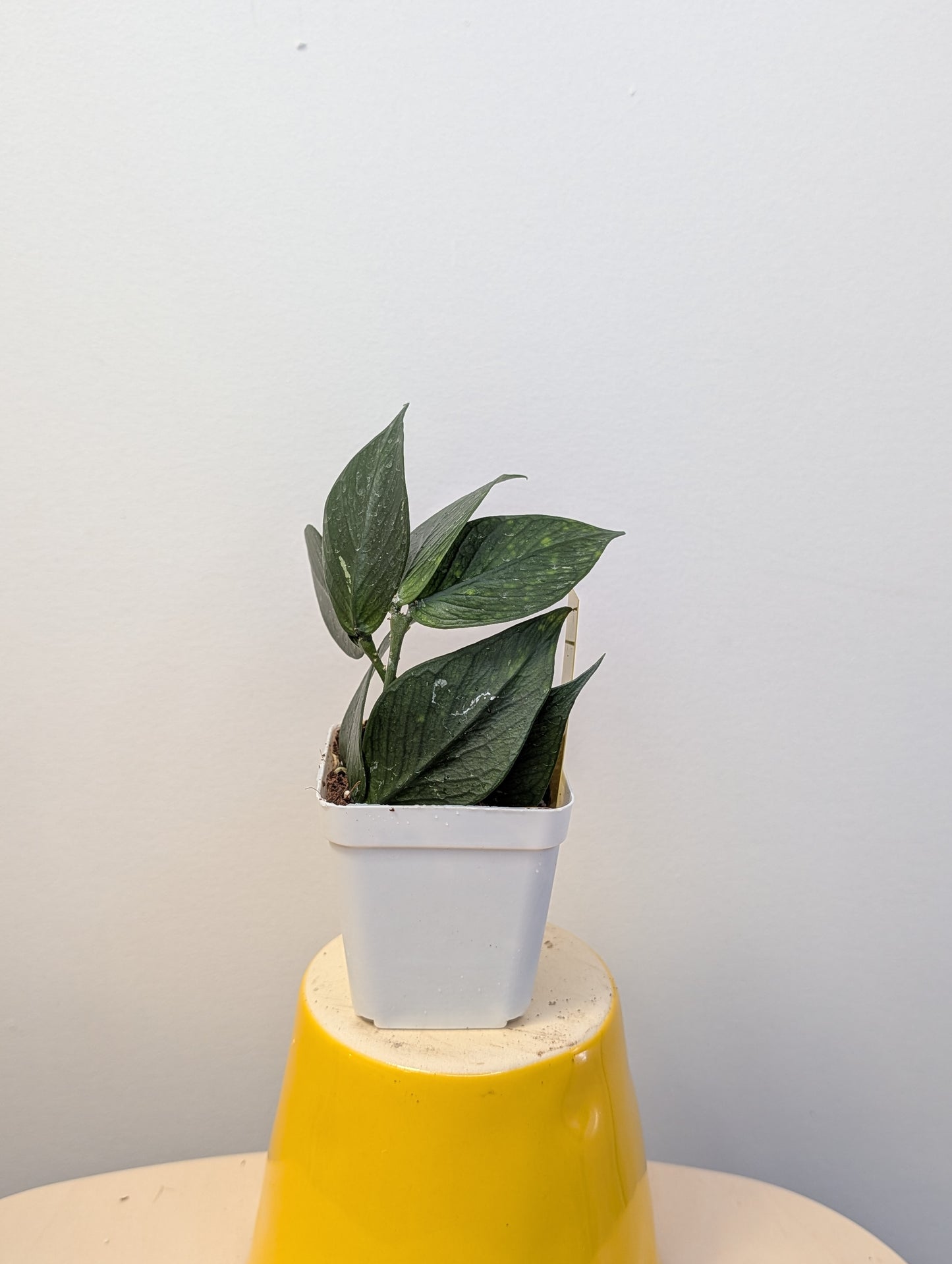 Hoya Polyneura / two cuttings in a cup