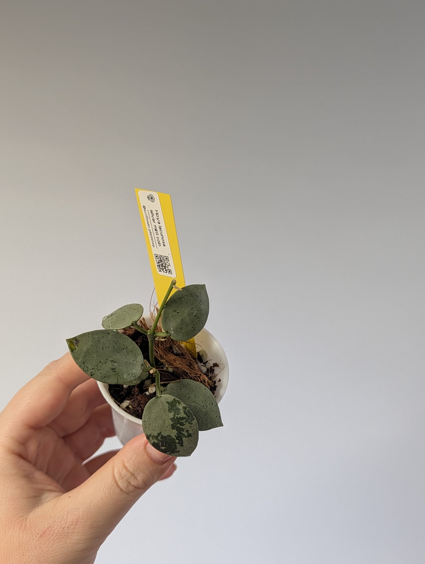 Hoya Lacunosa silver Tiger Skin