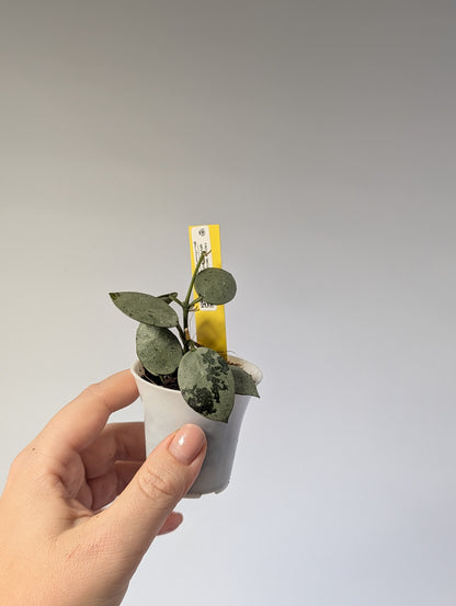 Hoya Lacunosa silver Tiger Skin