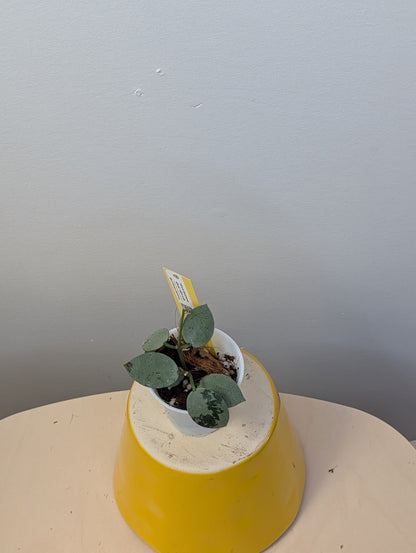 Hoya Lacunosa silver Tiger Skin