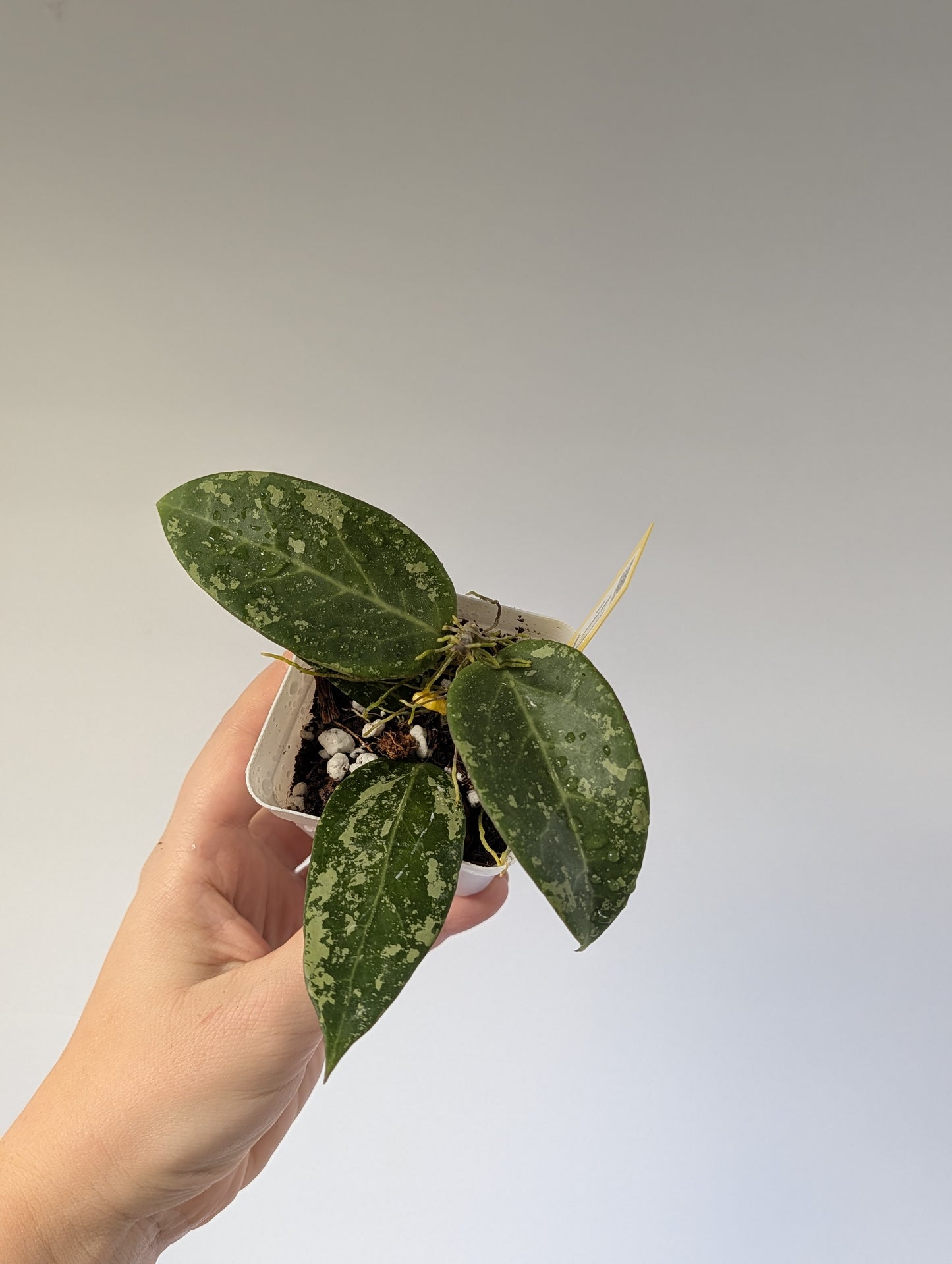 Hoya pottsii splash