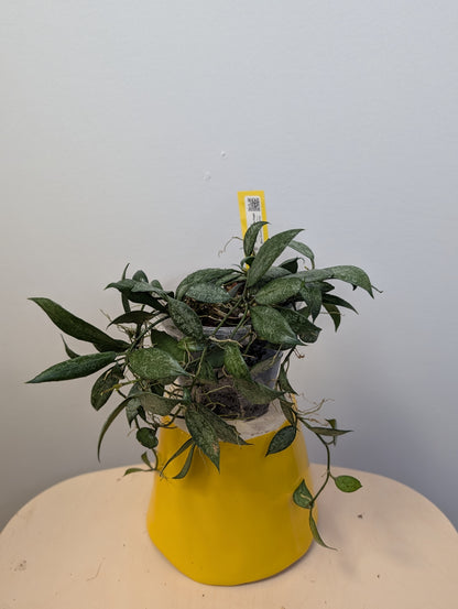 Hoya lacunosa white pearl / a few cuttings in a pot