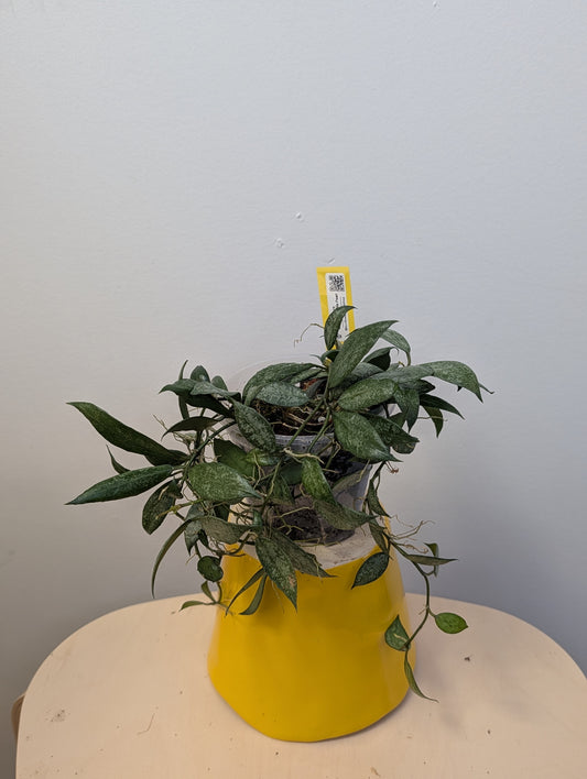 Hoya lacunosa white pearl / a few cuttings in a pot