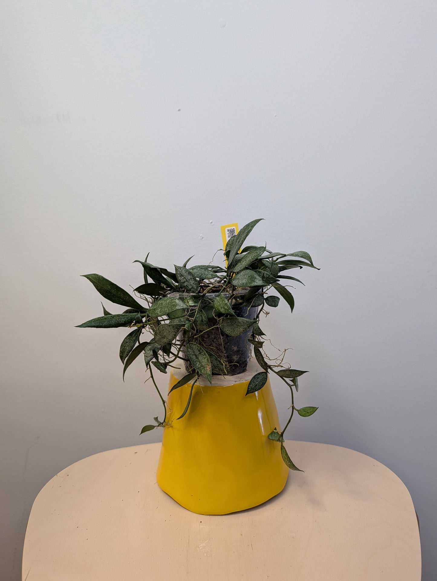 Hoya lacunosa white pearl / a few cuttings in a pot