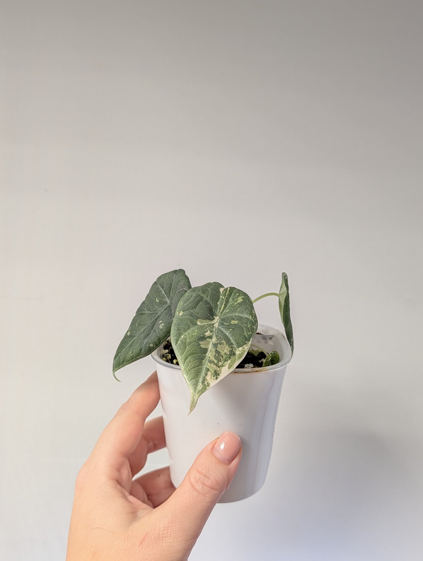 Alocasia maharani variegated / first photo mother plant