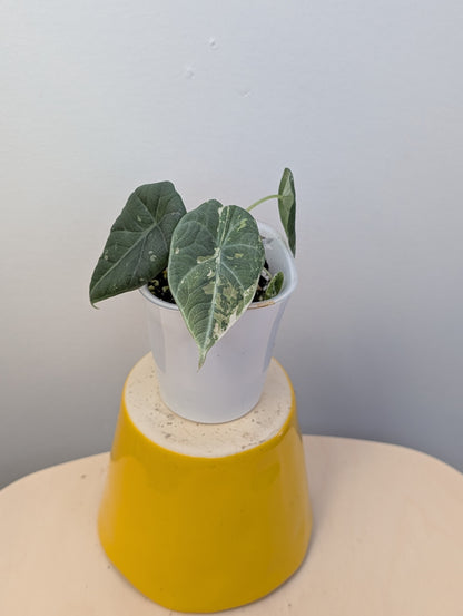 Alocasia maharani variegated / first photo mother plant