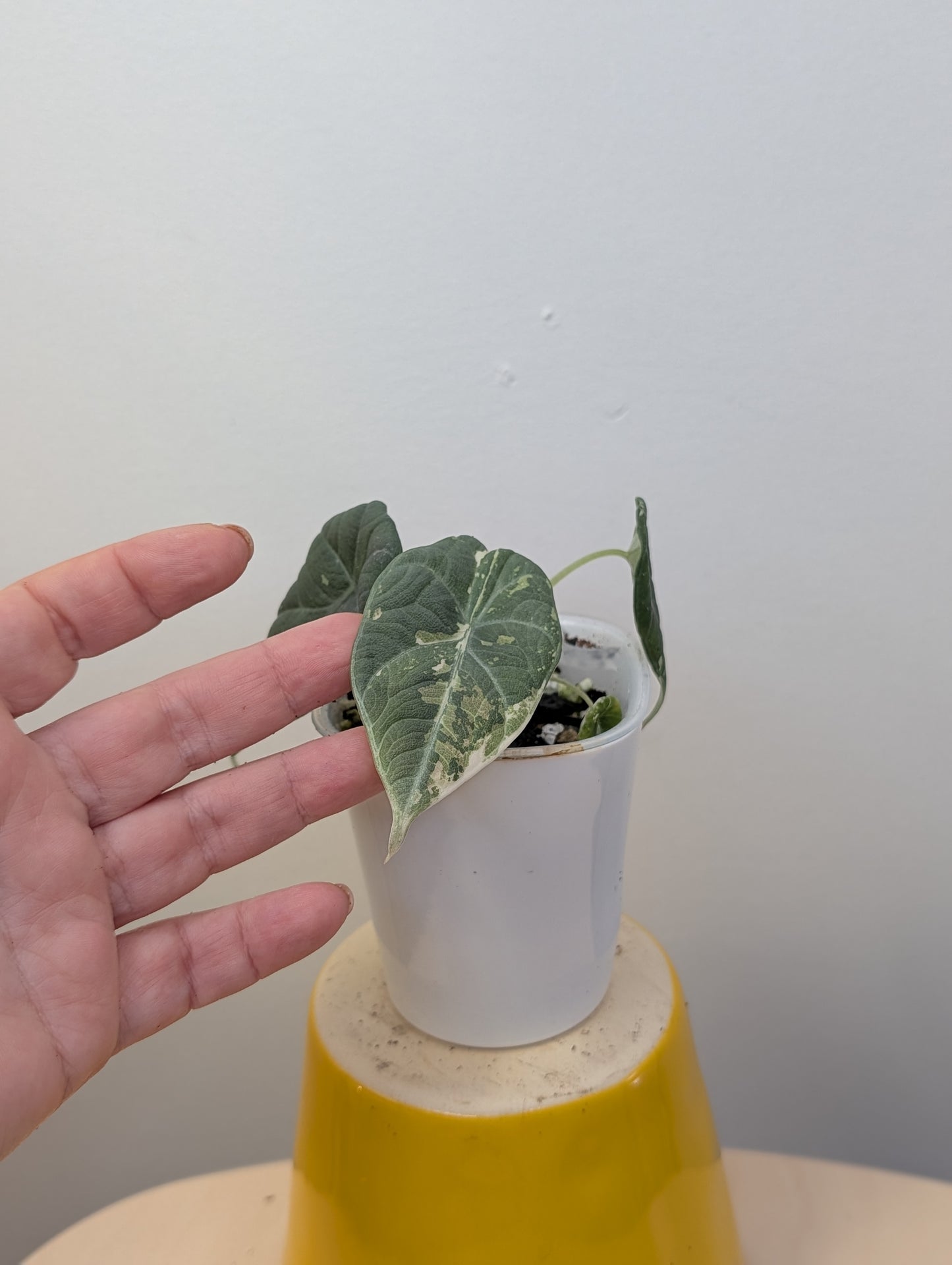 Alocasia maharani variegated / first photo mother plant