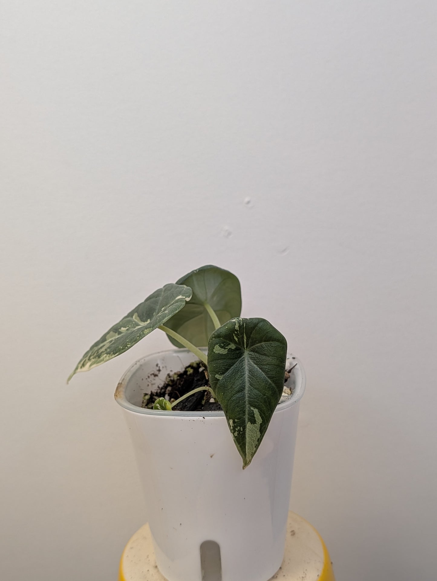 Alocasia maharani variegated / first photo mother plant