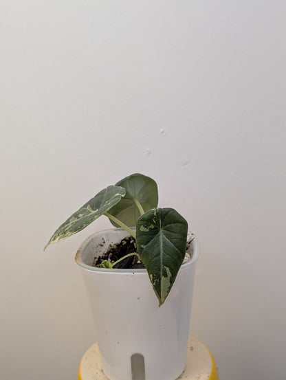 Alocasia maharani variegated / first photo mother plant