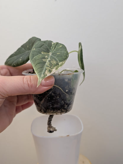 Alocasia maharani variegated / first photo mother plant
