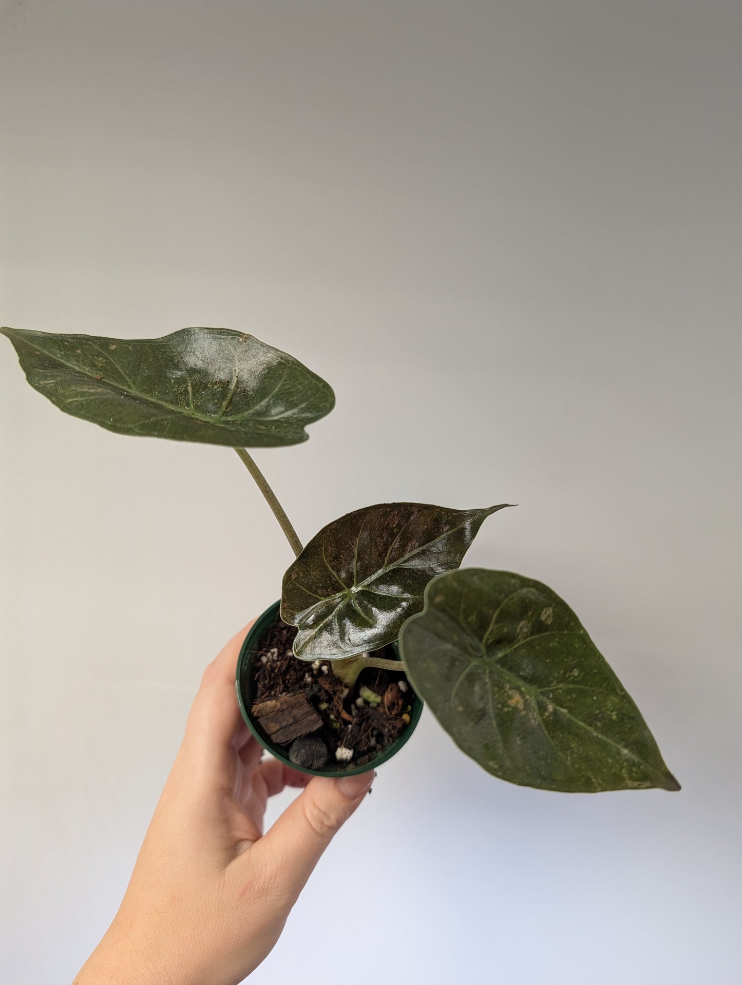 Alocasia wenti silver pink