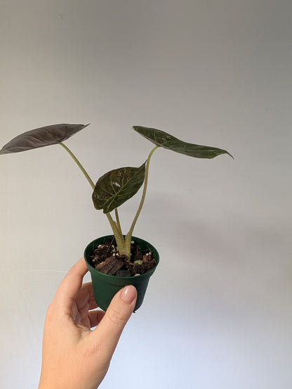 Alocasia wenti silver pink