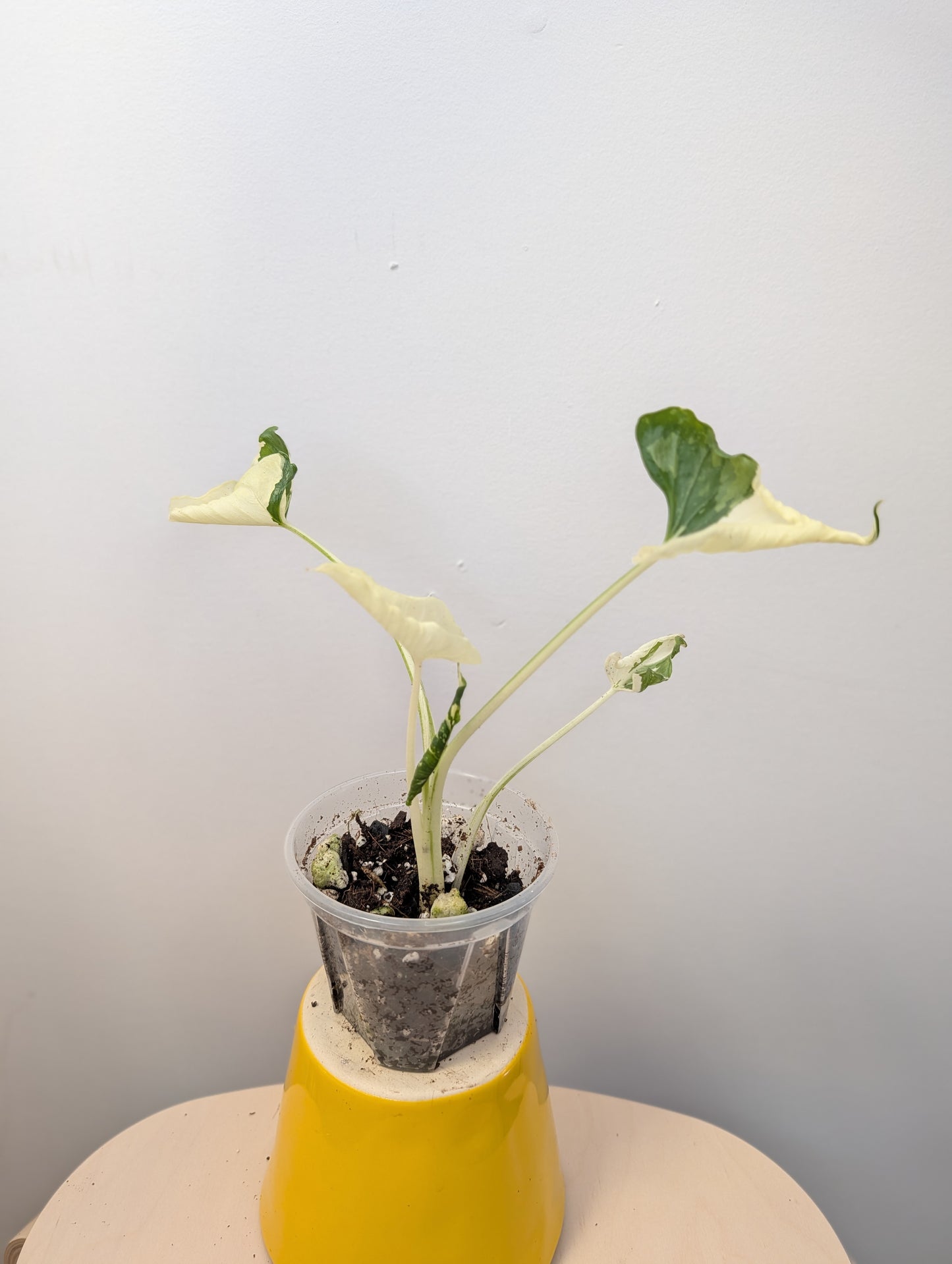 Alocasia cuculata crinkle variegated / first photo - mother plant / free shipping to Ontario or Quebec