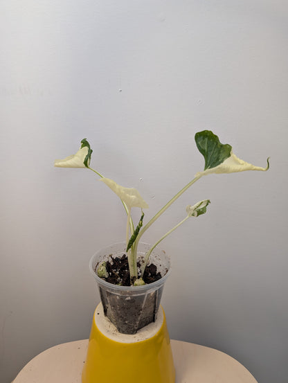 Alocasia cuculata crinkle variegated / first photo - mother plant / free shipping to Ontario or Quebec