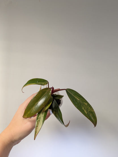 Philodendron strawberry shake