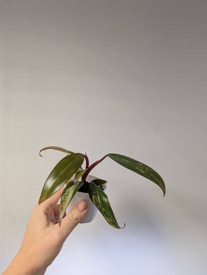 Philodendron strawberry shake