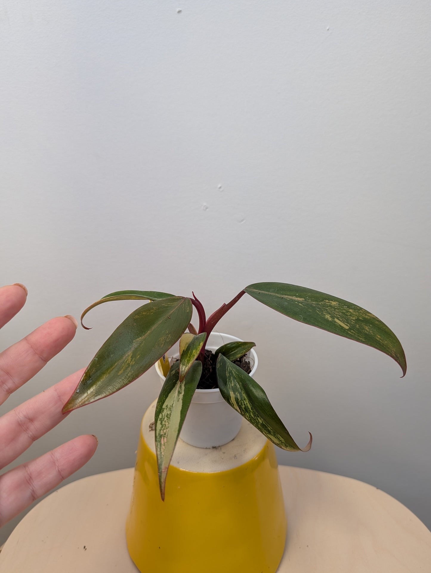 Philodendron strawberry shake